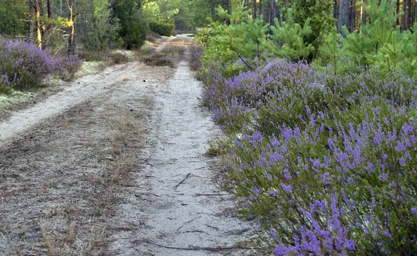 次の秋の紋章の一つは 開花ヘザーです Calluna Valgaris — ストック写真