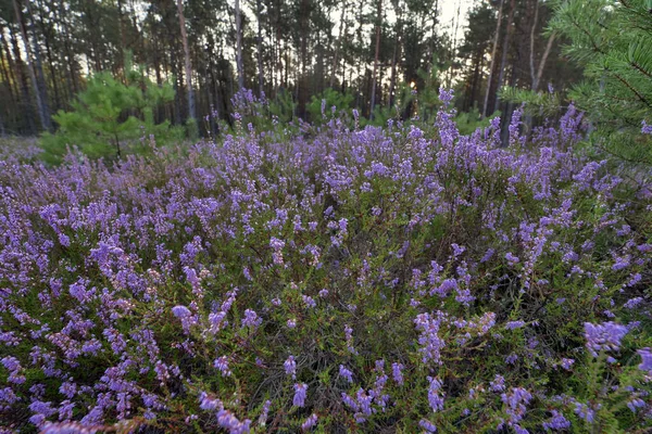 Jednym Zwiastunów Nadchodzącego Upadku Jest Kwitnąca Heather Calluna Vulgaris — Zdjęcie stockowe