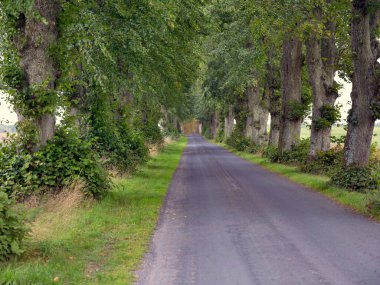 Köy yolu boyunca eski kireç ve meşe ağaçları olan eski bir ara sokak.