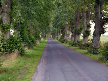 Köy yolu boyunca eski kireç ve meşe ağaçları olan eski bir ara sokak.
