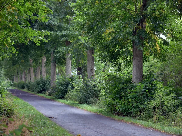 시골길을 나무로 뒤덮인 — 스톡 사진