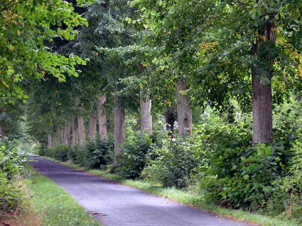 乡间小路边的一条古老的小巷 上有古老的荔枝和橡树 — 图库照片