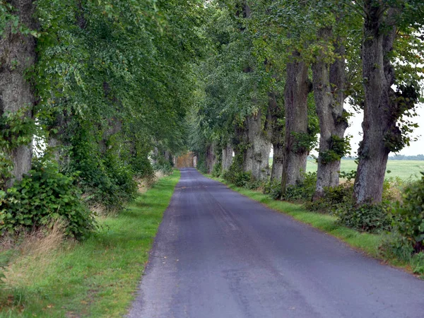 시골길을 나무로 뒤덮인 — 스톡 사진