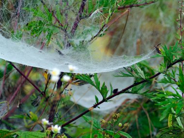 Beautiful veils of spiderwebs shimmer in the morning sun amidst lush grasses and herbs.The beauty of a summer morning also lies in the dewdrops clinging to the spiderwebs.