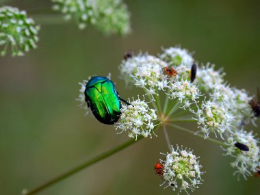 The golden meadow beetle (Cetonia aurata) is a beautiful beetle in all its glory.