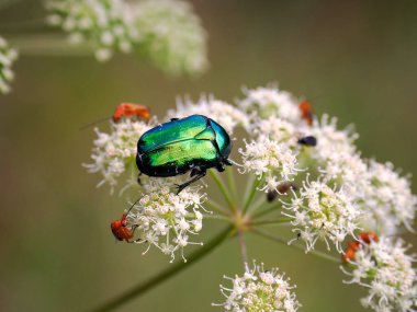 The golden meadow beetle (Cetonia aurata) is a beautiful beetle in all its glory.