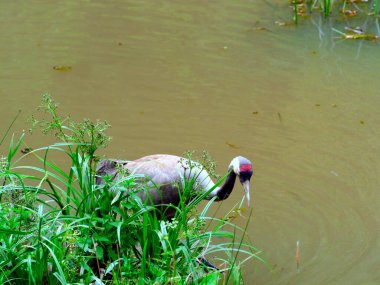 A common crane (Grus grus) foraging on a beaver pond in the evening.