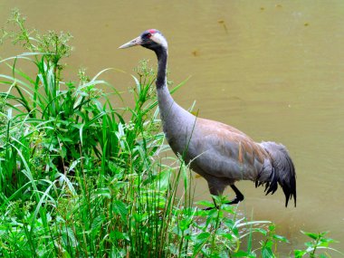 A common crane (Grus grus) foraging on a beaver pond in the evening.