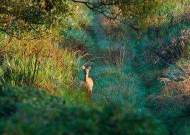 A young Eurasian Crane (Grus grus) explores the world under the care of its parents on a beaver pond in the evening.