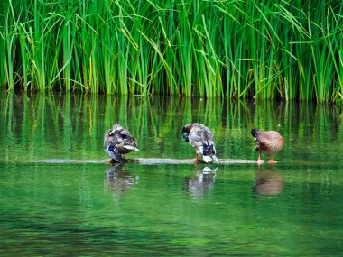 A Mallard (Anas platyrhynchos) resting and feeding in a small river in a nature reserve.During the summer, Mallards (Anas platyrhynchos) undergo a plumage change.