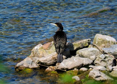 A common cormorant, also known as a great black cormorant (Phalacrocorax carbo), resting on a lake shore.