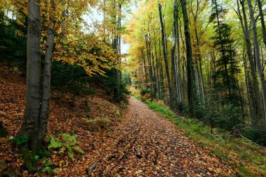 Akşamları görülen sonbahar ormanının güzelliği. Akşamları görülen sonbahar ormanlarının renkleri zihni neşeyle doldurur ve unutulmaz bir deneyim yaşatır..