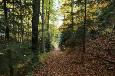 Akşamları görülen sonbahar ormanının güzelliği. Akşamları görülen sonbahar ormanlarının renkleri zihni neşeyle doldurur ve unutulmaz bir deneyim yaşatır..