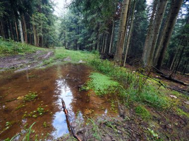 Akşamları görülen sonbahar ormanının güzelliği. Akşamları görülen sonbahar ormanlarının renkleri zihni neşeyle doldurur ve unutulmaz bir deneyim yaşatır..