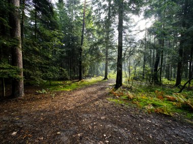 Akşamları görülen sonbahar ormanının güzelliği. Akşamları görülen sonbahar ormanlarının renkleri zihni neşeyle doldurur ve unutulmaz bir deneyim yaşatır..