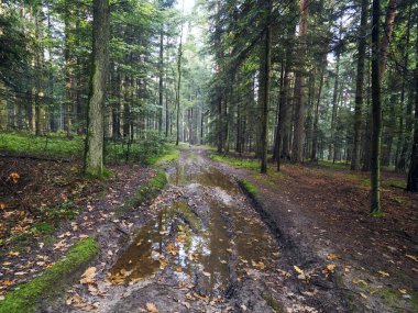 Akşamları görülen sonbahar ormanının güzelliği. Akşamları görülen sonbahar ormanlarının renkleri zihni neşeyle doldurur ve unutulmaz bir deneyim yaşatır..