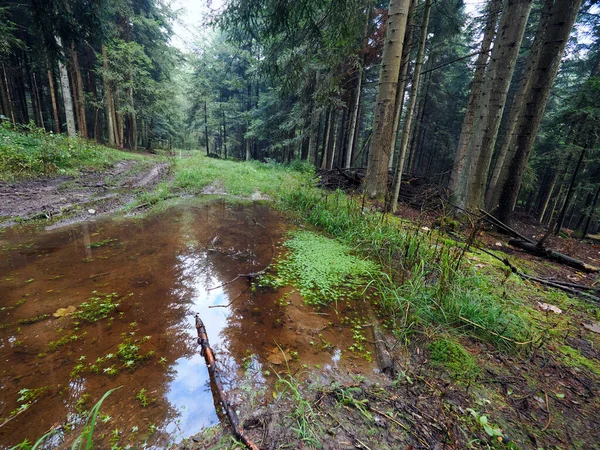 Akşamları görülen sonbahar ormanının güzelliği. Akşamları görülen sonbahar ormanlarının renkleri zihni neşeyle doldurur ve unutulmaz bir deneyim yaşatır..