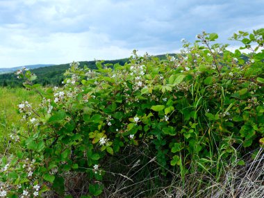 Çiçekli böğürtlen çalıları (Rubus L.) Blackberry olarak da bilinen yabani böğürtlen çalıları dikenleri nedeniyle popüler değildir ama lezzetli ve sağlıklı meyve üretir..