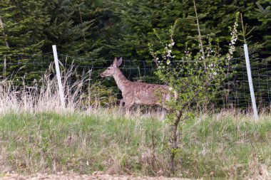 İlkbahar başlarında, öğleden sonra, Avrupa kızıl geyiği (Cervus elaphus elaphus) yeni bir palto giyer. Avcılar buna bahar ceketi değişimi der..