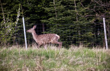 İlkbahar başlarında, öğleden sonra, Avrupa kızıl geyiği (Cervus elaphus elaphus) yeni bir palto giyer. Avcılar buna bahar ceketi değişimi der..