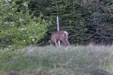İlkbahar başlarında, öğleden sonra, Avrupa kızıl geyiği (Cervus elaphus elaphus) yeni bir palto giyer. Avcılar buna bahar ceketi değişimi der..