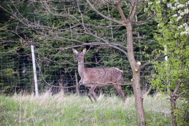 İlkbahar başlarında, öğleden sonra, Avrupa kızıl geyiği (Cervus elaphus elaphus) yeni bir palto giyer. Avcılar buna bahar ceketi değişimi der..