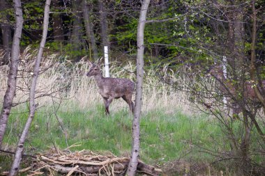 İlkbahar başlarında, öğleden sonra, Avrupa kızıl geyiği (Cervus elaphus elaphus) yeni bir palto giyer. Avcılar buna bahar ceketi değişimi der..