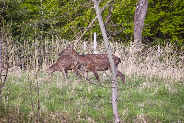 İlkbahar başlarında, öğleden sonra, Avrupa kızıl geyiği (Cervus elaphus elaphus) yeni bir palto giyer. Avcılar buna bahar ceketi değişimi der..
