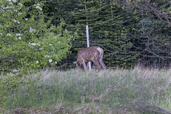 İlkbahar başlarında, öğleden sonra, Avrupa kızıl geyiği (Cervus elaphus elaphus) yeni bir palto giyer. Avcılar buna bahar ceketi değişimi der..