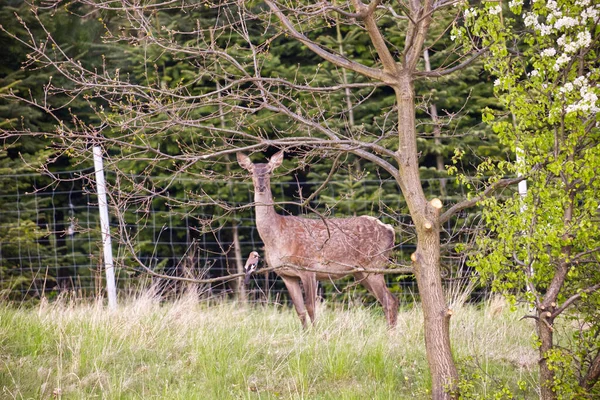 İlkbahar başlarında, öğleden sonra, Avrupa kızıl geyiği (Cervus elaphus elaphus) yeni bir palto giyer. Avcılar buna bahar ceketi değişimi der..