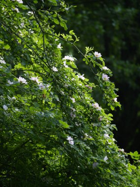 Çiçekli yaban gülü çalıları (Rosa canina L.) sabah ormandaki açıklıklarda. Bir ormanda çiçek açan yabani gül çalıları seyrek sabah ışığında çok etkileyici ve güzel görünüyor..