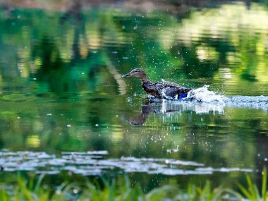 Orman göletinde bir bahar sabahı. Ürkmüş bir yaban ördeği (Anas platyrhynchos), saldırganı yavru ördeklerden uzaklaştırmak için sakat numarası yapar..