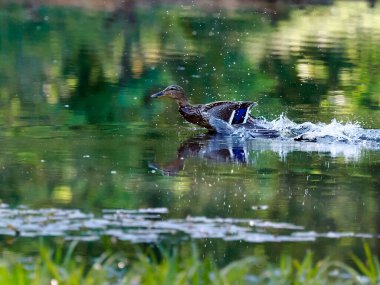 Orman göletinde bir bahar sabahı. Ürkmüş bir yaban ördeği (Anas platyrhynchos), saldırganı yavru ördeklerden uzaklaştırmak için sakat numarası yapar..