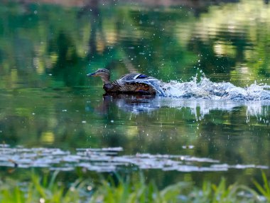 Orman göletinde bir bahar sabahı. Ürkmüş bir yaban ördeği (Anas platyrhynchos), saldırganı yavru ördeklerden uzaklaştırmak için sakat numarası yapar..