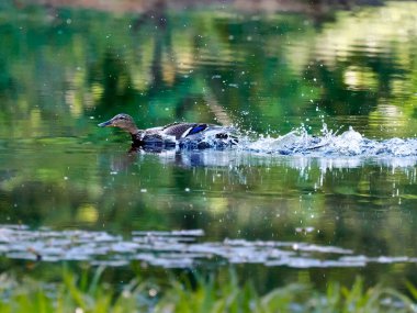 Orman göletinde bir bahar sabahı. Ürkmüş bir yaban ördeği (Anas platyrhynchos), saldırganı yavru ördeklerden uzaklaştırmak için sakat numarası yapar..