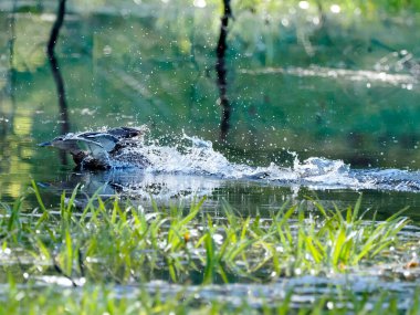 Orman göletinde bir bahar sabahı. Ürkmüş bir yaban ördeği (Anas platyrhynchos), saldırganı yavru ördeklerden uzaklaştırmak için sakat numarası yapar..
