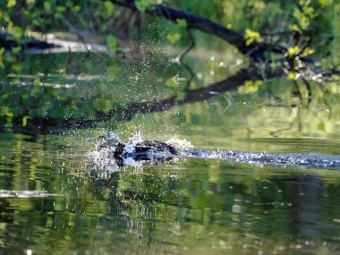 Orman göletinde bir bahar sabahı. Ürkmüş bir yaban ördeği (Anas platyrhynchos), saldırganı yavru ördeklerden uzaklaştırmak için sakat numarası yapar..
