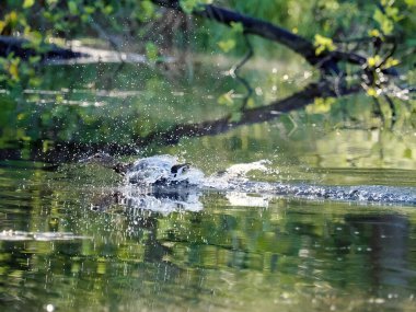 Orman göletinde bir bahar sabahı. Ürkmüş bir yaban ördeği (Anas platyrhynchos), saldırganı yavru ördeklerden uzaklaştırmak için sakat numarası yapar..
