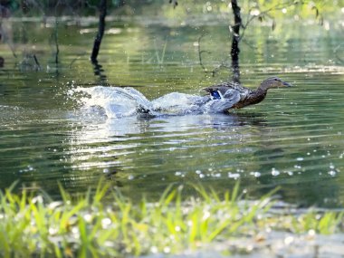 Orman göletinde bir bahar sabahı. Ürkmüş bir yaban ördeği (Anas platyrhynchos), saldırganı yavru ördeklerden uzaklaştırmak için sakat numarası yapar..