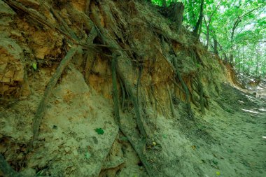 Sandomierz Polandz 'daki Aziz Kraliçe Jadwiga Loess Geçidi yaklaşık yarım kilometre uzunluğunda ve güneşli günlerde vadi zemininde değişen bir ışık lekesi mozaiği oluşturan yaprak döken ağaçlarla çevrili..