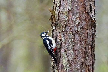 Büyük Benekli Ağaçkakan (Dendrocopos major) bir çam gövdesiyle beslenir. Büyük Benekli Ağaçkakan, aynı zamanda Pied Ağaçkakanı olarak da bilinir, yıl boyunca tüm standlarda görülen en kalabalık ağaçkakanlardan biridir..