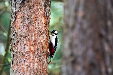 Büyük Benekli Ağaçkakan (Dendrocopos major) bir çam gövdesiyle beslenir. Büyük Benekli Ağaçkakan, aynı zamanda Pied Ağaçkakanı olarak da bilinir, yıl boyunca tüm standlarda görülen en kalabalık ağaçkakanlardan biridir..