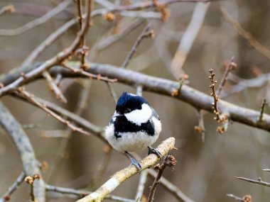 A Coal Tit (Periparus ater) foraging among twigs in a winter forest.The Coal Tit (Periparus ater) is a small bird that inhabits dense forests and forest edges.