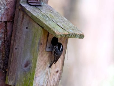 Spring is approaching. The Coal Tit (Periparus ater) chooses a nesting box provided by foresters.The Coal Tit (Periparus ater) is a small, active bird that readily chooses nesting boxes in forests where nesting cavities are scarce.