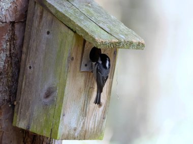 Spring is approaching. The Coal Tit (Periparus ater) chooses a nesting box provided by foresters.The Coal Tit (Periparus ater) is a small, active bird that readily chooses nesting boxes in forests where nesting cavities are scarce.
