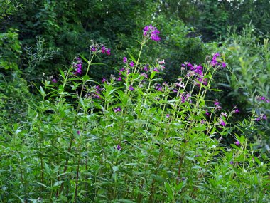 Impatiens glandulifera, Himalayalar 'a özgü ve Avrupa' da sorunlu bir istilacı türe dönüşen uzun ve yıllık bir bitki türü. Glandulifera, güzel iken, nehir kıyılarında ve nemli alanlarda toplu halde yaşar, yerli bitki örtüsü kalabalıklaşır.