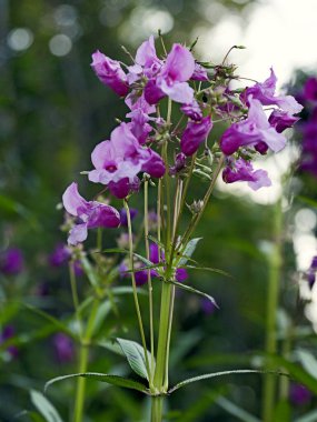 Impatiens glandulifera, Himalayalar 'a özgü ve Avrupa' da sorunlu bir istilacı türe dönüşen uzun ve yıllık bir bitki türü. Glandulifera, güzel iken, nehir kıyılarında ve nemli alanlarda toplu halde yaşar, yerli bitki örtüsü kalabalıklaşır.