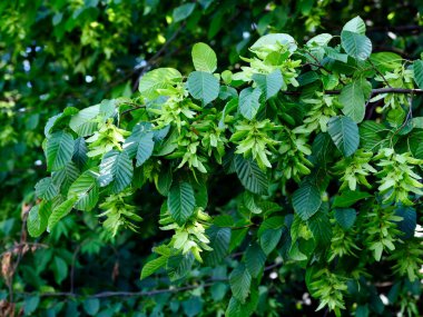 Hornbeam (Carpinus L.) olgunlaşan tohumlarla dallanır. Genel boynuz demeti çok sert ahşap sağlar ve alet yapımında kullanılır..