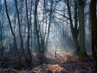 Aralık ayında, sisli ve sönük bir ışıkla bir orman cennetinde. Görünüşte sisli, gri bir Aralık gününde doğa eşsiz bir sabah manzarası sunar..