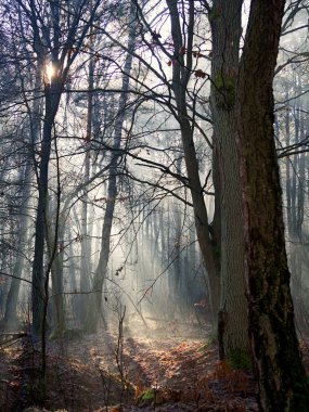 Aralık ayında, sisli ve sönük bir ışıkla bir orman cennetinde. Görünüşte sisli, gri bir Aralık gününde doğa eşsiz bir sabah manzarası sunar..